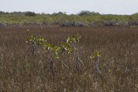 Ft Meyers en de Everglades